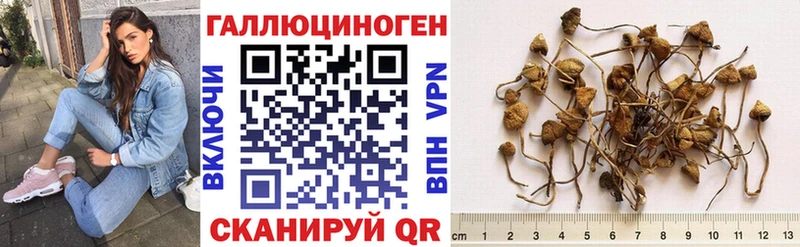 Псилоцибиновые грибы Cubensis  Ессентукская 